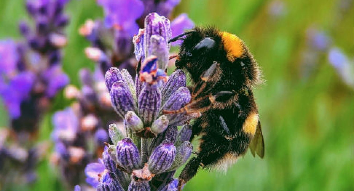 A bee on a flower
