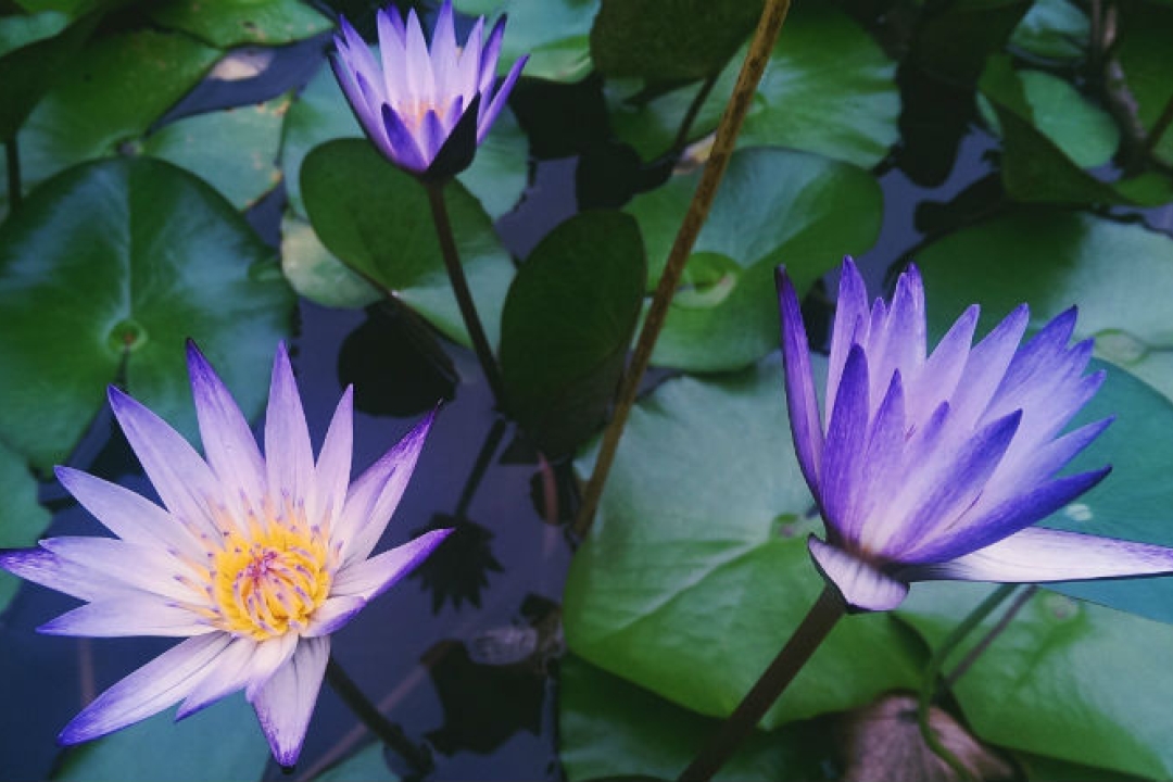 Lovely purple pond flowers