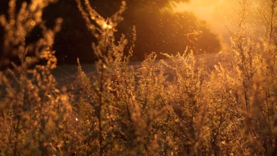 Plants in the wind