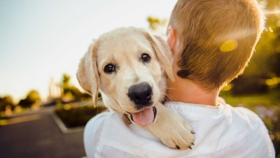 Why Your Kid Should Have a Pet at Home