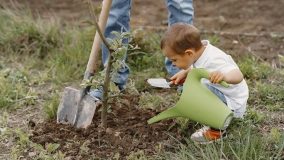 young child planting a tree