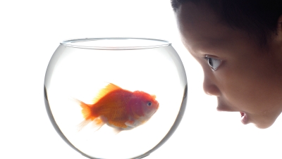kid looking at a goldfish in a fishbowl