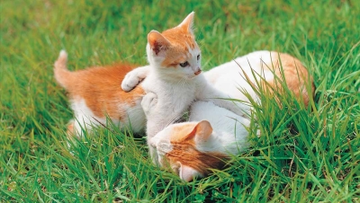 Cats Playing