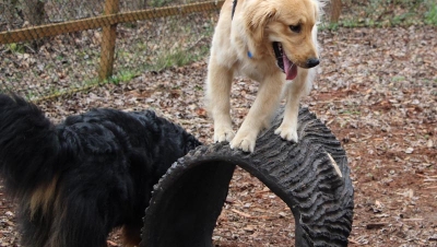 Dog Parks