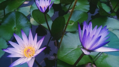 Lovely purple pond flowers